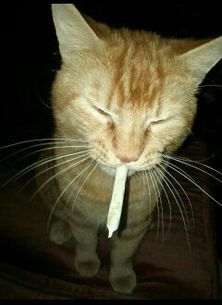 orange cat smoking a joing